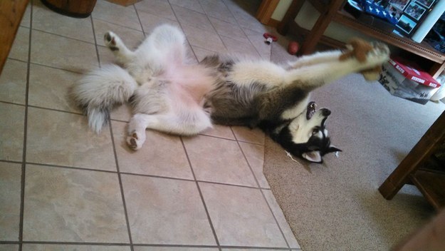 Уморительные животные, которых поймали на месте преступления смешные животные, животные на месте преступления, животные попались