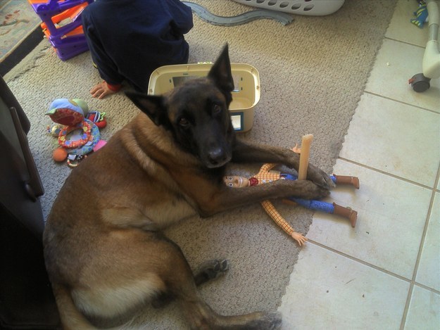 Уморительные животные, которых поймали на месте преступления смешные животные, животные на месте преступления, животные попались