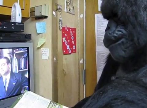 душа у животных, трогательные истории животные, животные доброте истории