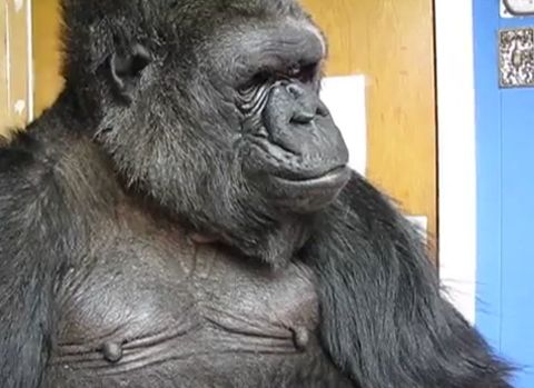 душа у животных, трогательные истории животные, животные доброте истории