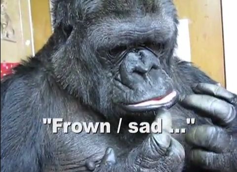 душа у животных, трогательные истории животные, животные доброте истории