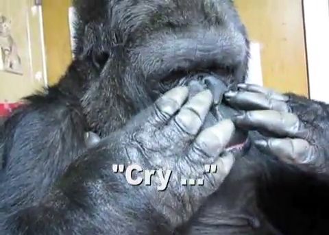 душа у животных, трогательные истории животные, животные доброте истории