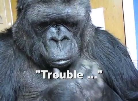 душа у животных, трогательные истории животные, животные доброте истории