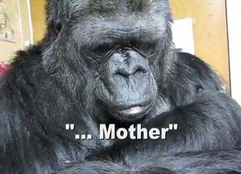 душа у животных, трогательные истории животные, животные доброте истории