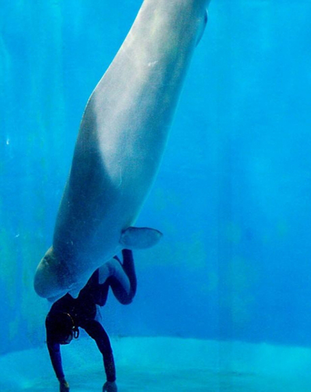 душа у животных, трогательные истории животные, животные доброте истории