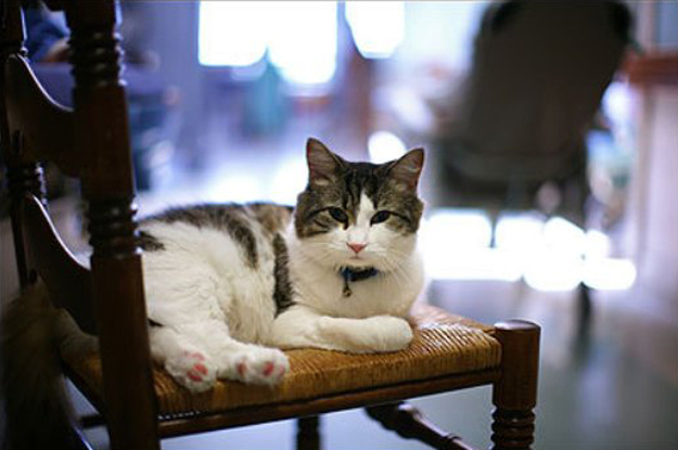 душа у животных, трогательные истории животные, животные доброте истории