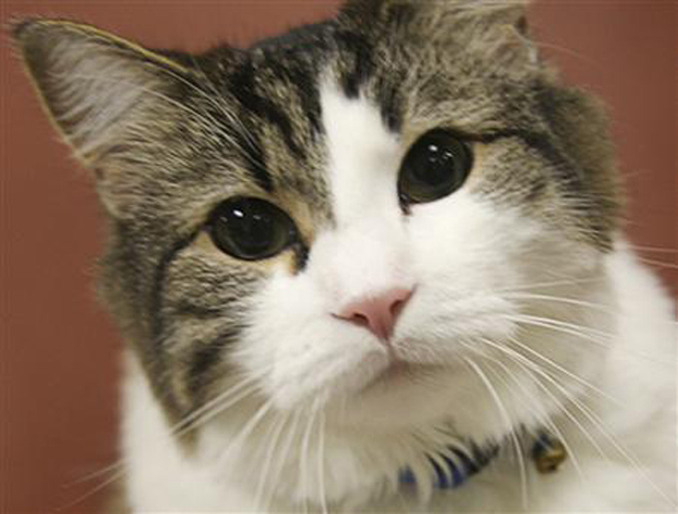 душа у животных, трогательные истории животные, животные доброте истории