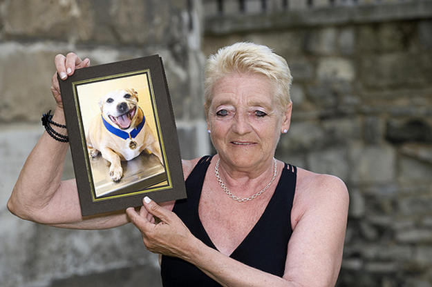 душа у животных, трогательные истории животные, животные доброте истории