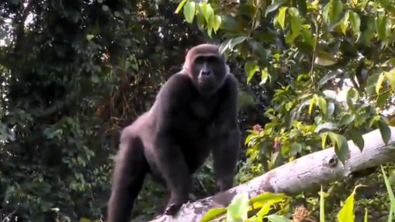 душа у животных, трогательные истории животные, животные доброте истории