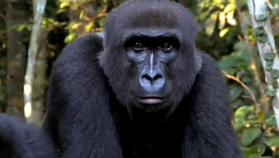 душа у животных, трогательные истории животные, животные доброте истории