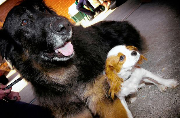 душа у животных, трогательные истории животные, животные доброте истории