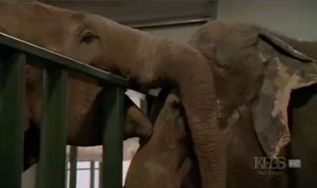 душа у животных, трогательные истории животные, животные доброте истории