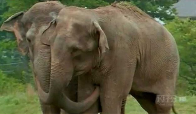 душа у животных, трогательные истории животные, животные доброте истории