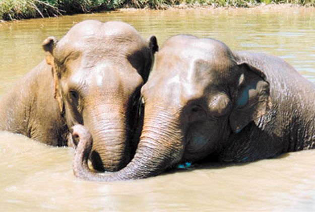 душа у животных, трогательные истории животные, животные доброте истории