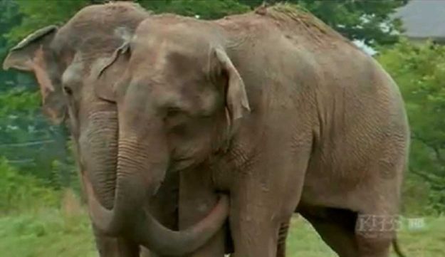 душа у животных, трогательные истории животные, животные доброте истории