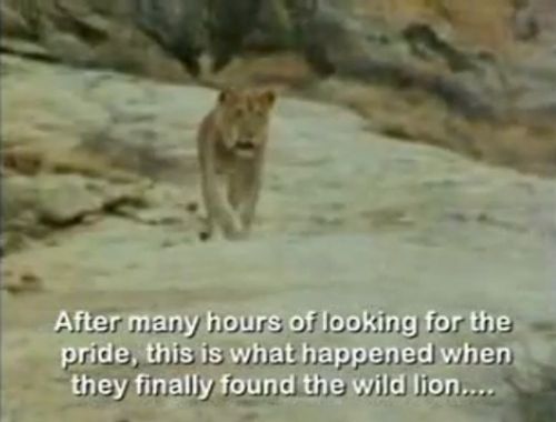 душа у животных, трогательные истории животные, животные доброте истории