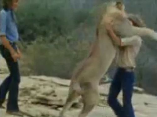 душа у животных, трогательные истории животные, животные доброте истории