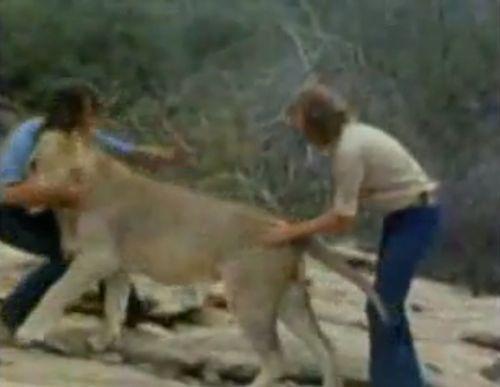 душа у животных, трогательные истории животные, животные доброте истории