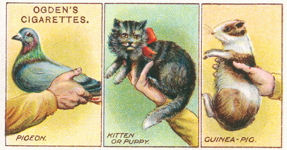 How To Ogdens and Gallaher's