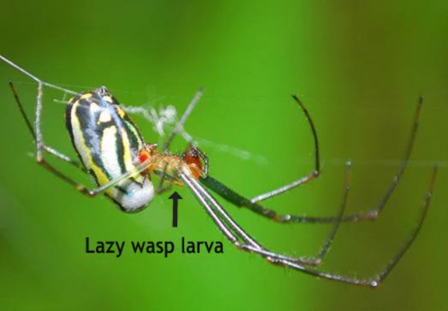 Ужасные паразиты, превращающие своих хозяев в настоящих зомби животные зомби, паразиты превращающие животных в зомби, паразиты зомби, зомби грибы, зомби черви