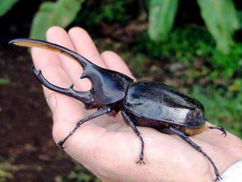 Удивительные малоизвестные факты обо всём на свете, которые станут для вас открытием факты обо всём, познавательные факты