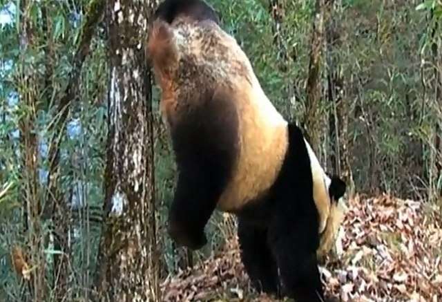 Удивительные малоизвестные факты обо всём на свете, которые станут для вас открытием факты обо всём, познавательные факты