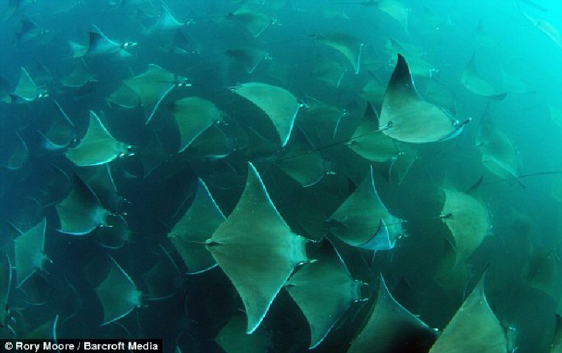 миграция скатов,миграция скатов фото 