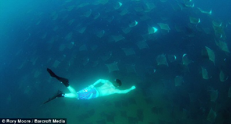 миграция скатов,миграция скатов фото 