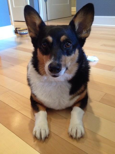 обещал купить девушке щенка, если победим купит щенка, обещал купить щенка если команда победит