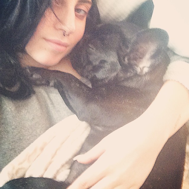 звёзды и их питомцы, звёзды голливуда с домашними животными