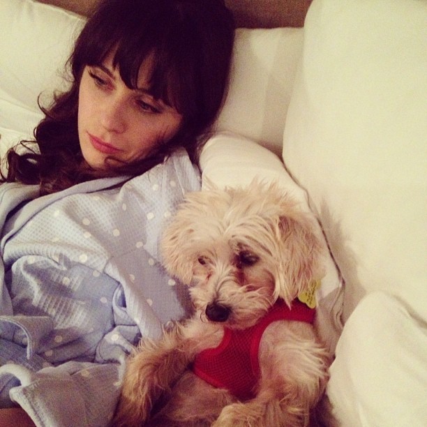 звёзды и их питомцы, звёзды голливуда с домашними животными