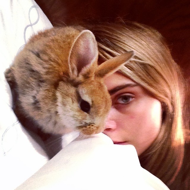 звёзды и их питомцы, звёзды голливуда с домашними животными