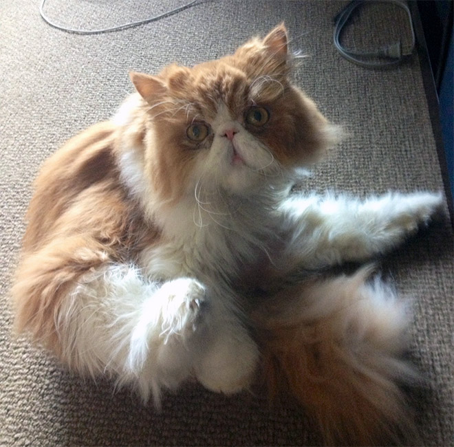 коты пойманные за вылизыванием причиндалов, кошки пойманные на месте преступления