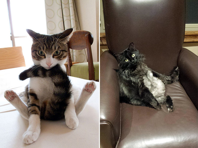 коты пойманные за вылизыванием причиндалов, кошки пойманные на месте преступления