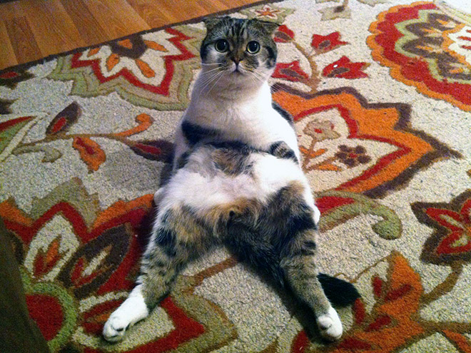 коты пойманные за вылизыванием причиндалов, кошки пойманные на месте преступления