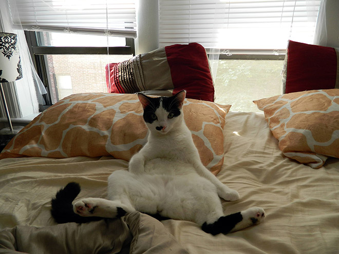 коты пойманные за вылизыванием причиндалов, кошки пойманные на месте преступления