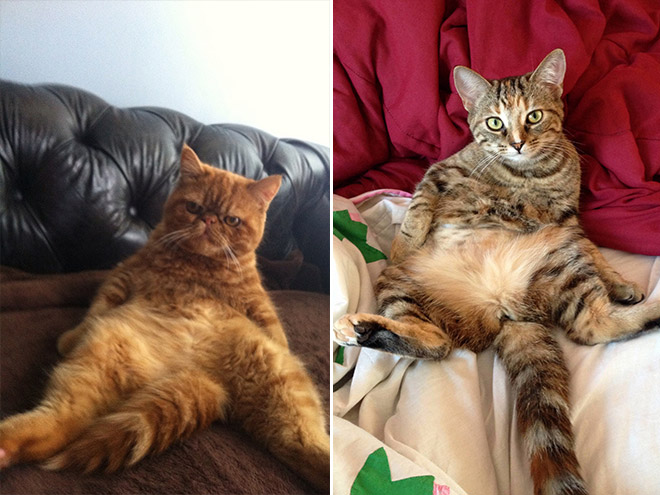 коты пойманные за вылизыванием причиндалов, кошки пойманные на месте преступления