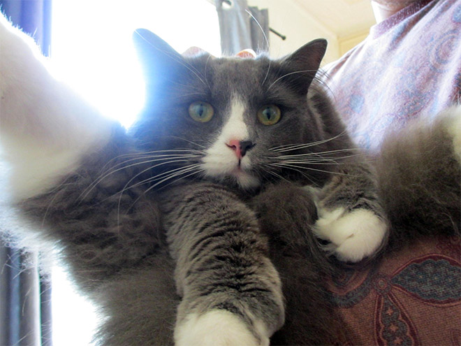 коты пойманные за вылизыванием причиндалов, кошки пойманные на месте преступления