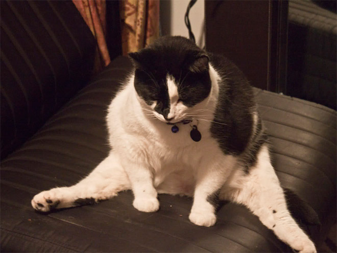 коты пойманные за вылизыванием причиндалов, кошки пойманные на месте преступления