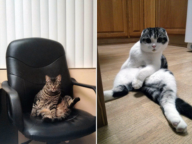 коты пойманные за вылизыванием причиндалов, кошки пойманные на месте преступления