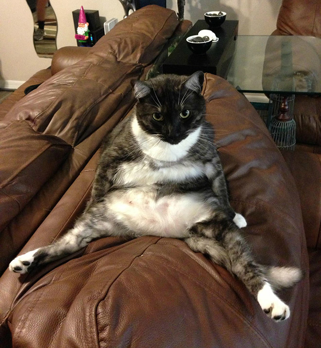 коты пойманные за вылизыванием причиндалов, кошки пойманные на месте преступления