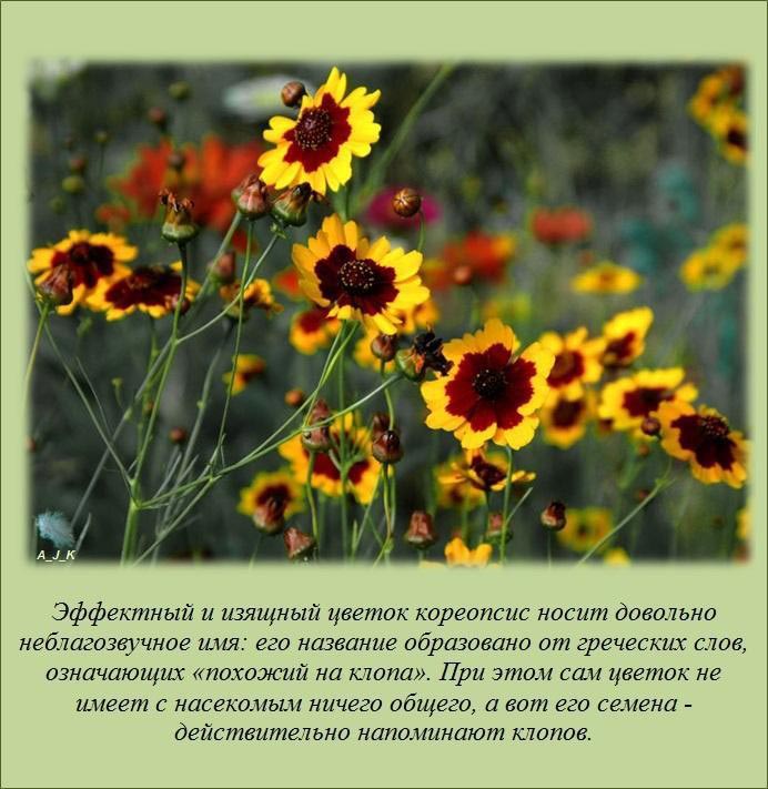 познавательные факты, факты обо всём