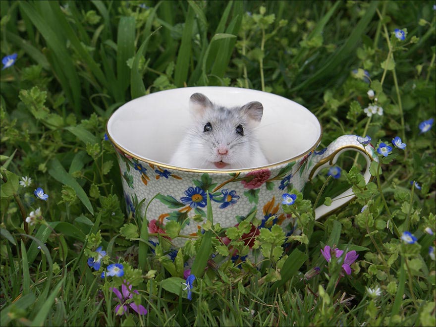 животные в кружках, щенок в кружке, animal in cup 