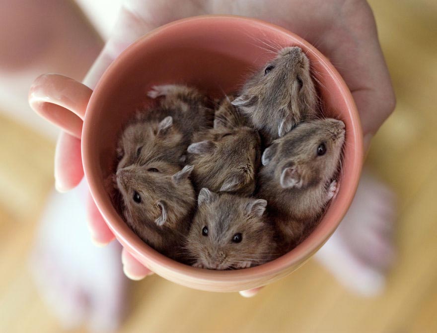 животные в кружках, щенок в кружке, animal in cup 