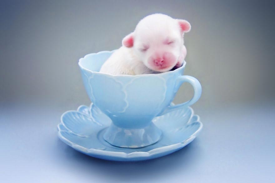 животные в кружках, щенок в кружке, animal in cup 