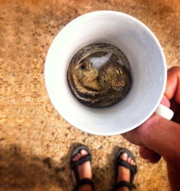 животные в кружках, щенок в кружке, animal in cup 