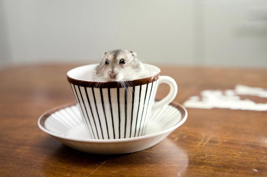 животные в кружках, щенок в кружке, animal in cup 
