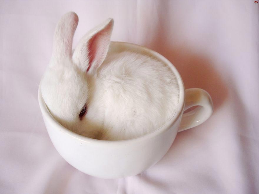 животные в кружках, щенок в кружке, animal in cup 