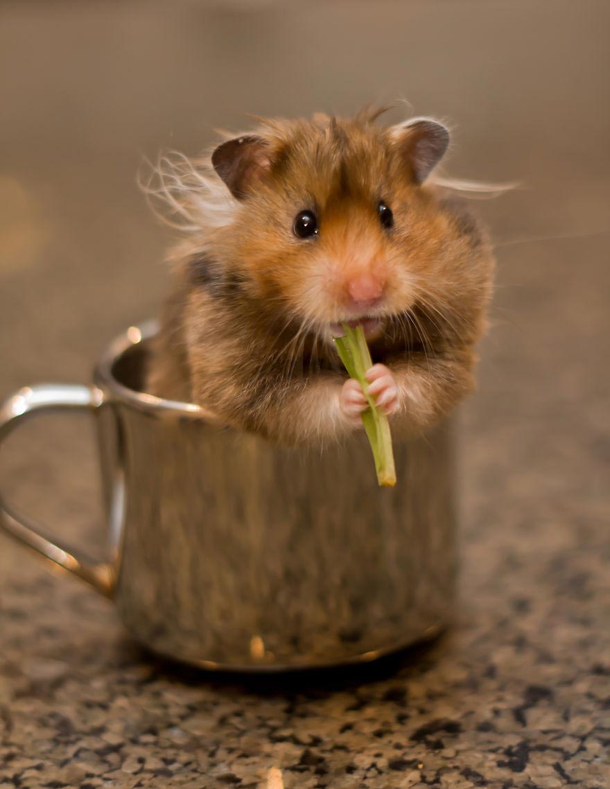 животные в кружках, щенок в кружке, animal in cup 