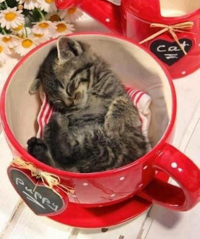 животные в кружках, щенок в кружке, animal in cup 